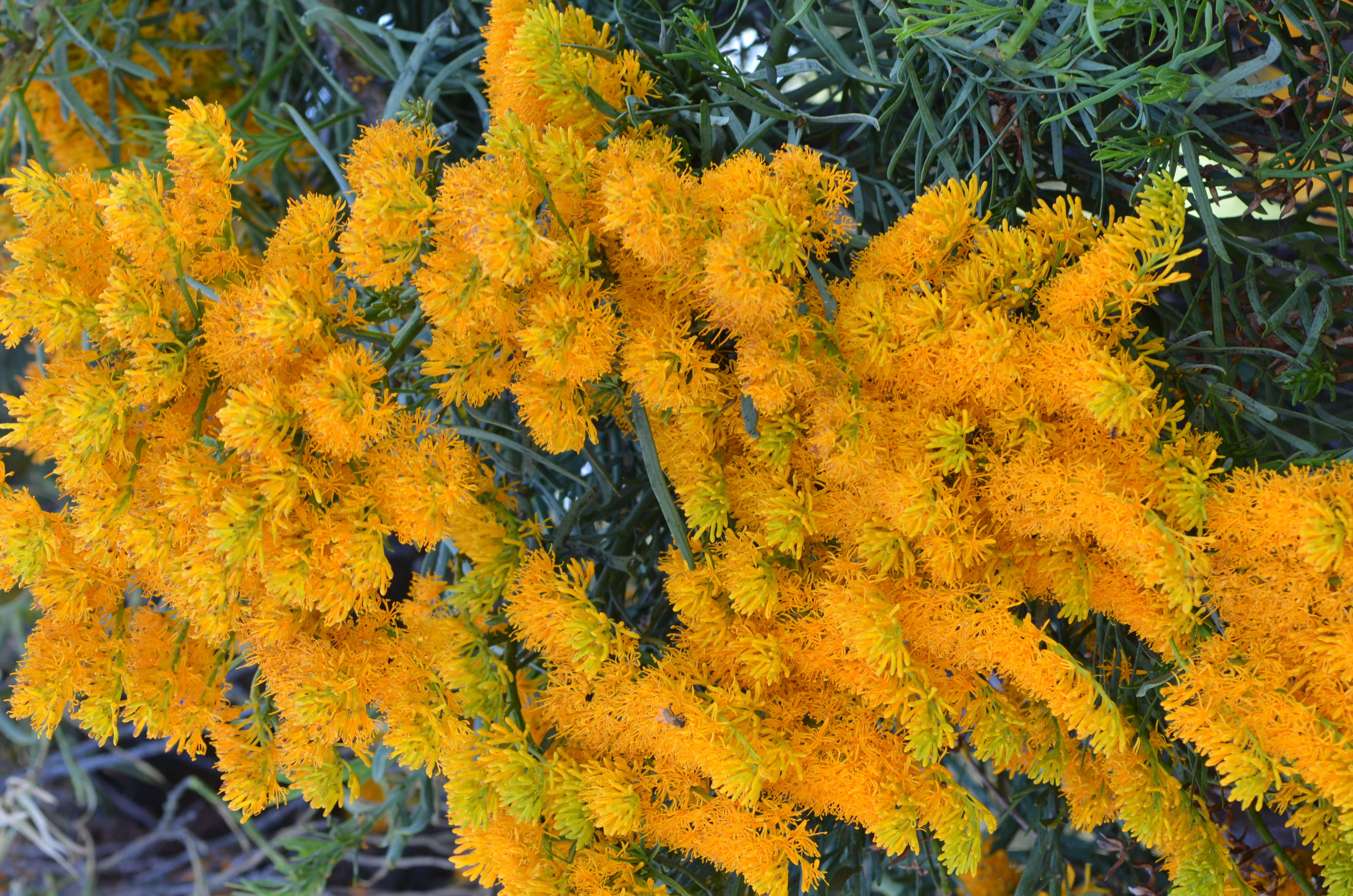 صورة Nuytsia