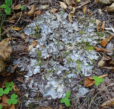 Image of felt lichen