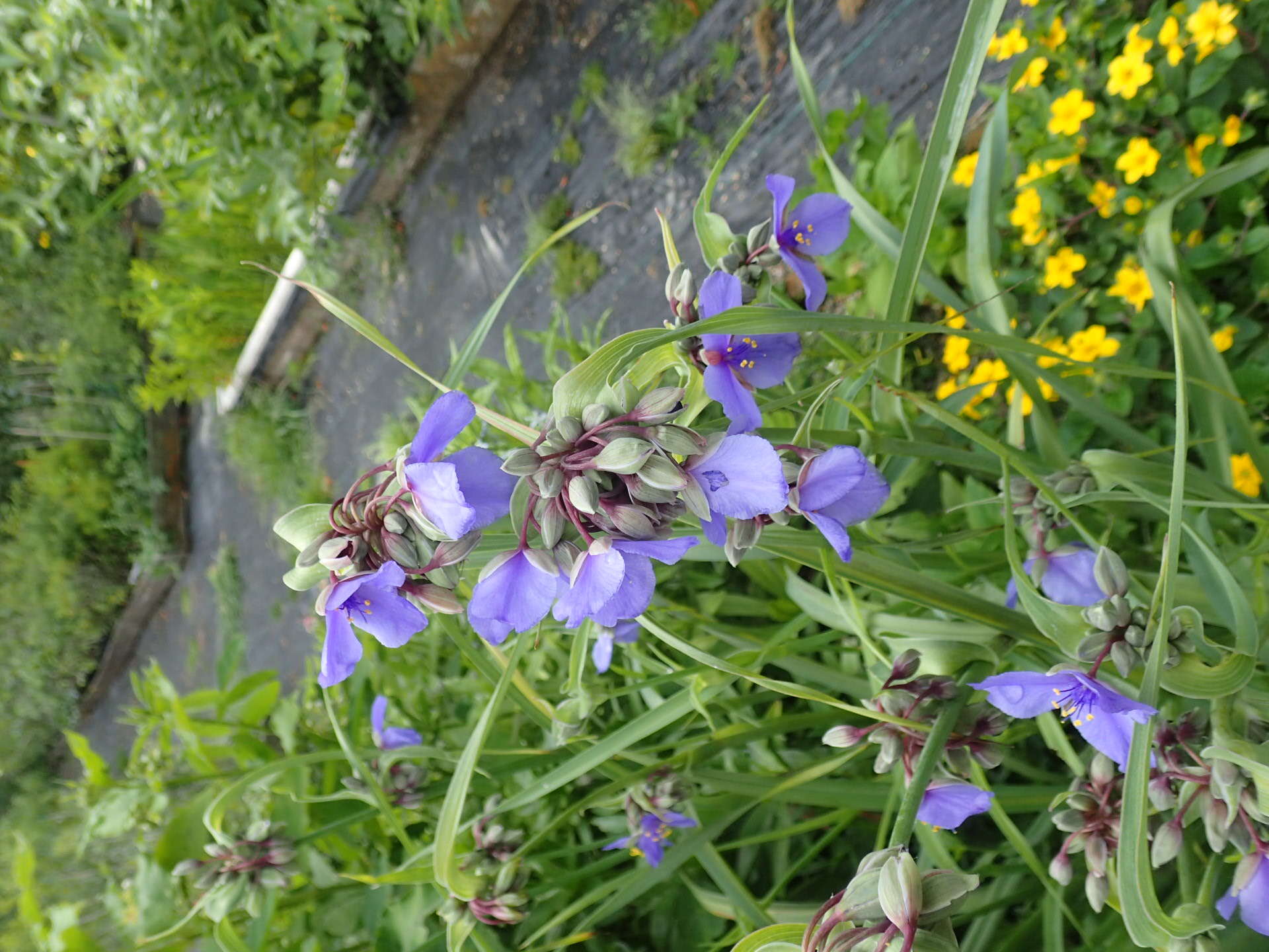 Слика од Tradescantia ohiensis Raf.