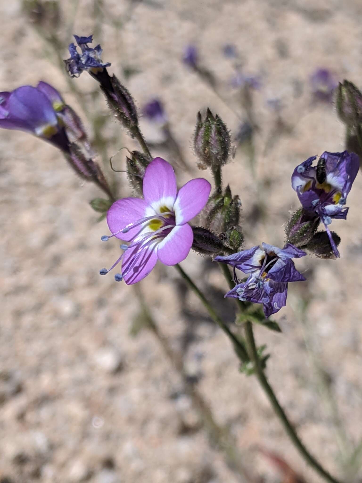 Image of Nevada gilia