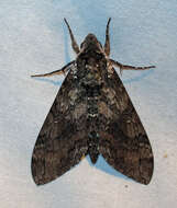 Image of Carolina sphinx