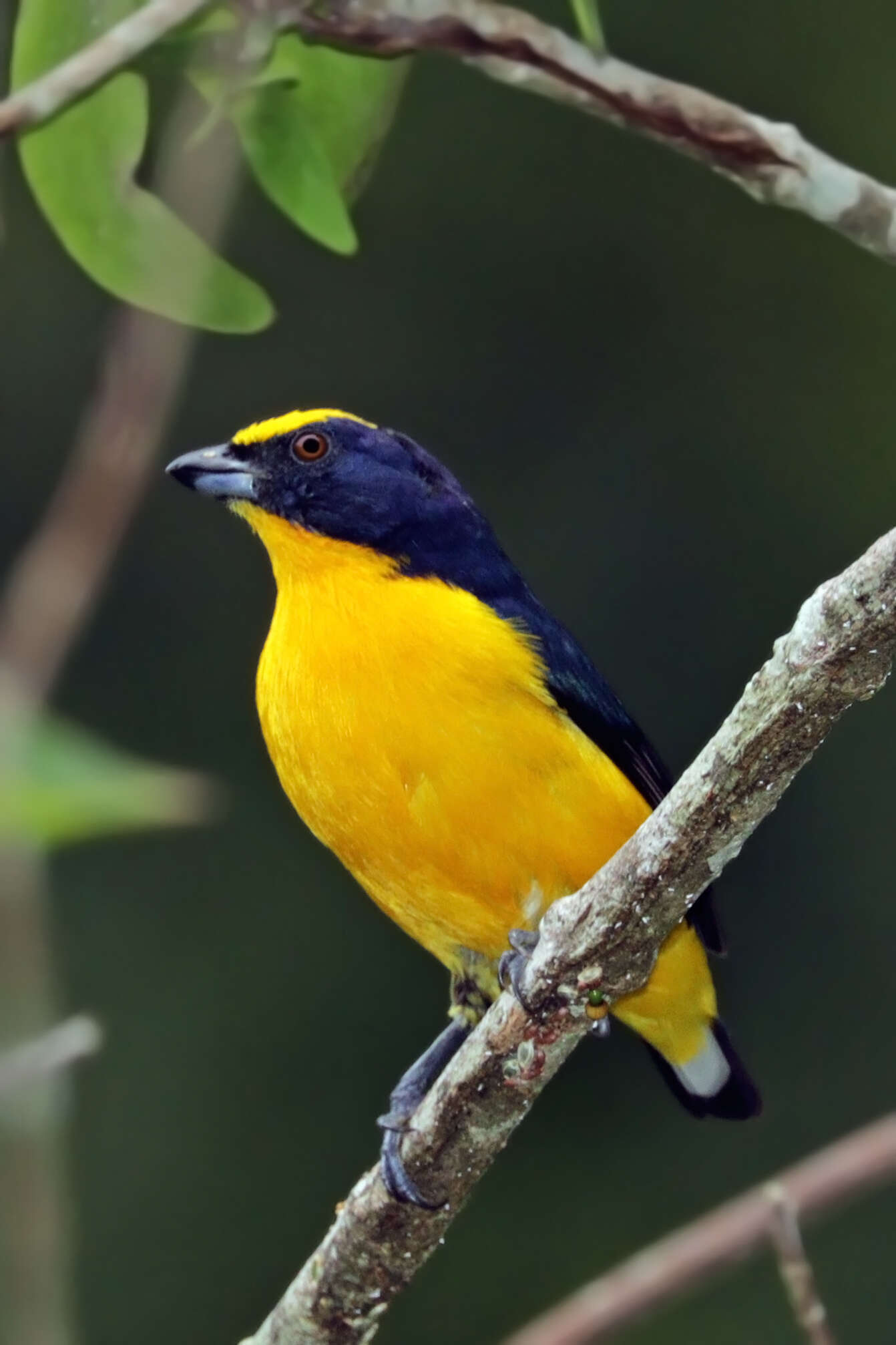 Image of Thick-billed Euphonia