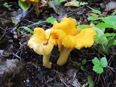 Image of Chanterelle