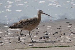 Image of Long-billed Curlew