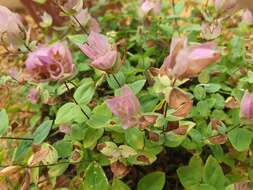 Image of Origanum amanum Post