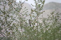 Image of White-eared Bulbul