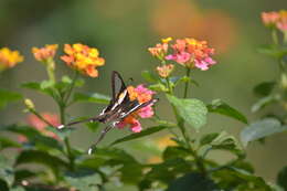 Image of White Dragontail Butterfly