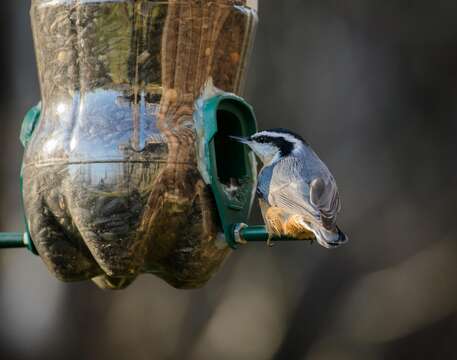 Image of Red-breasted Nuthatch