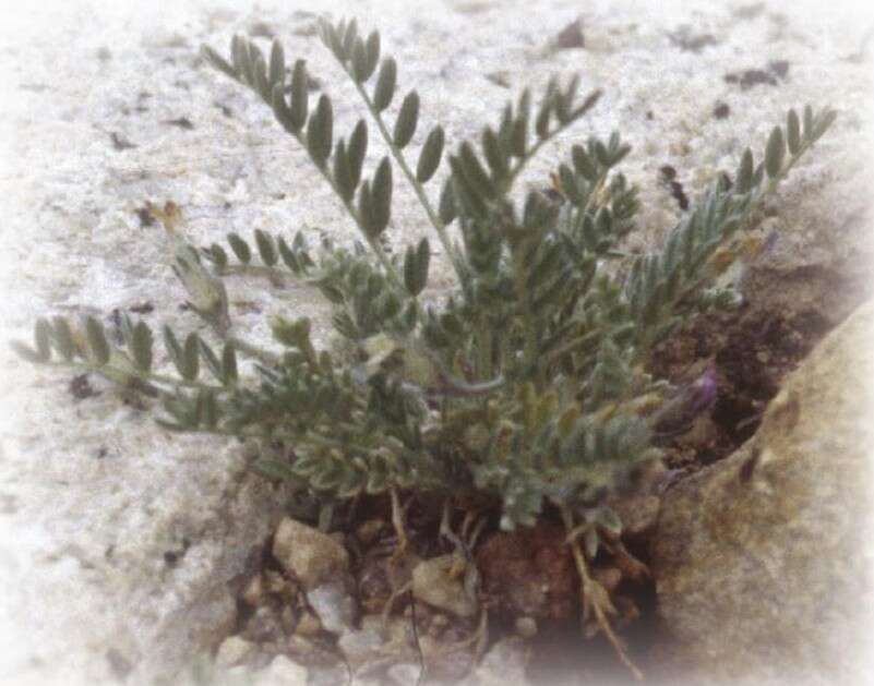 Imagem de Astragalus molybdenus Barneby