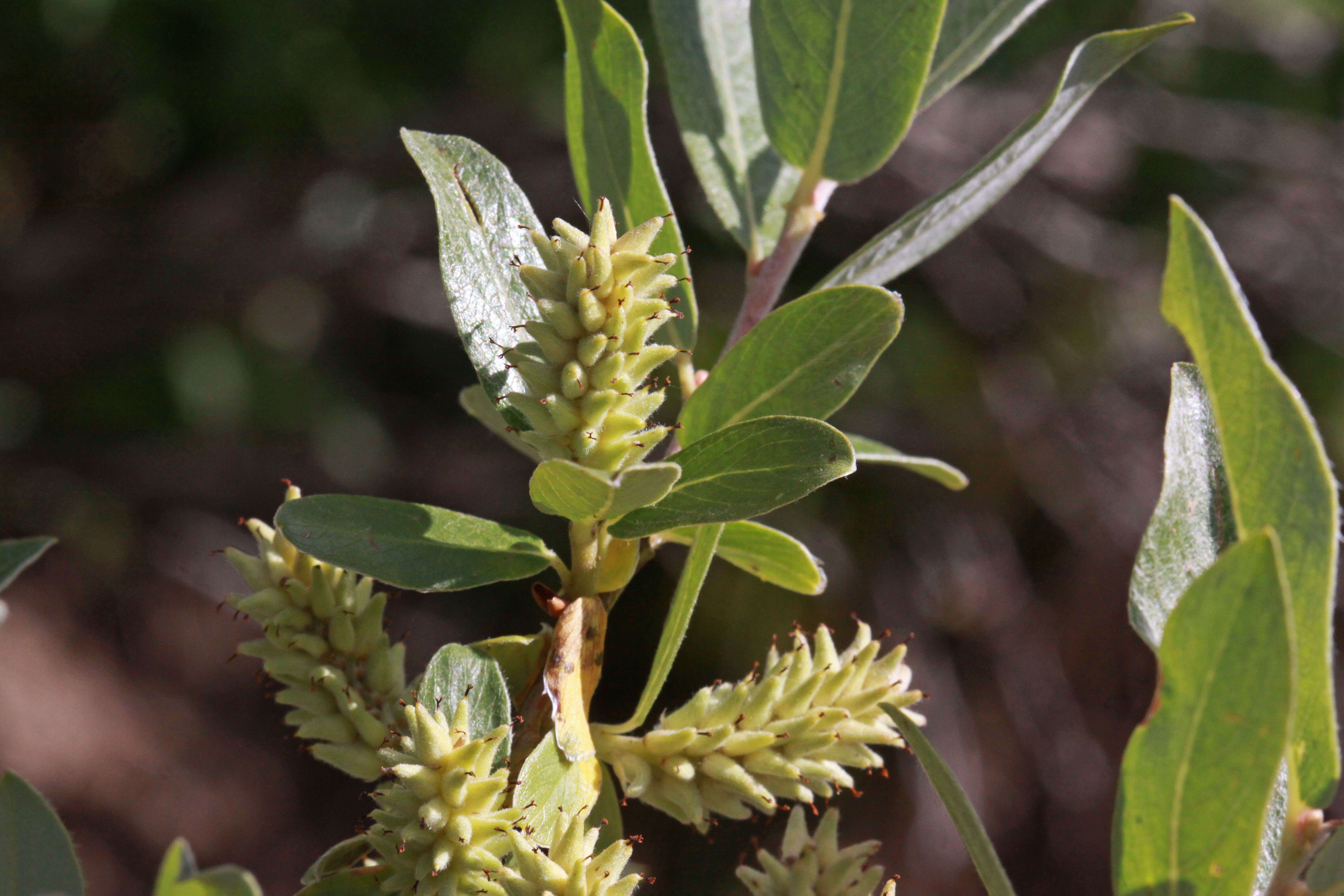 Image of Geyer willow