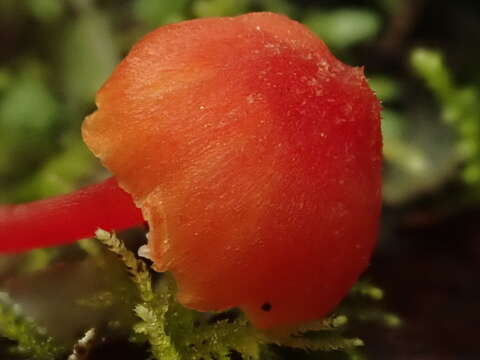 Image de Hygrocybe miniata (Fr.) P. Kumm. 1871