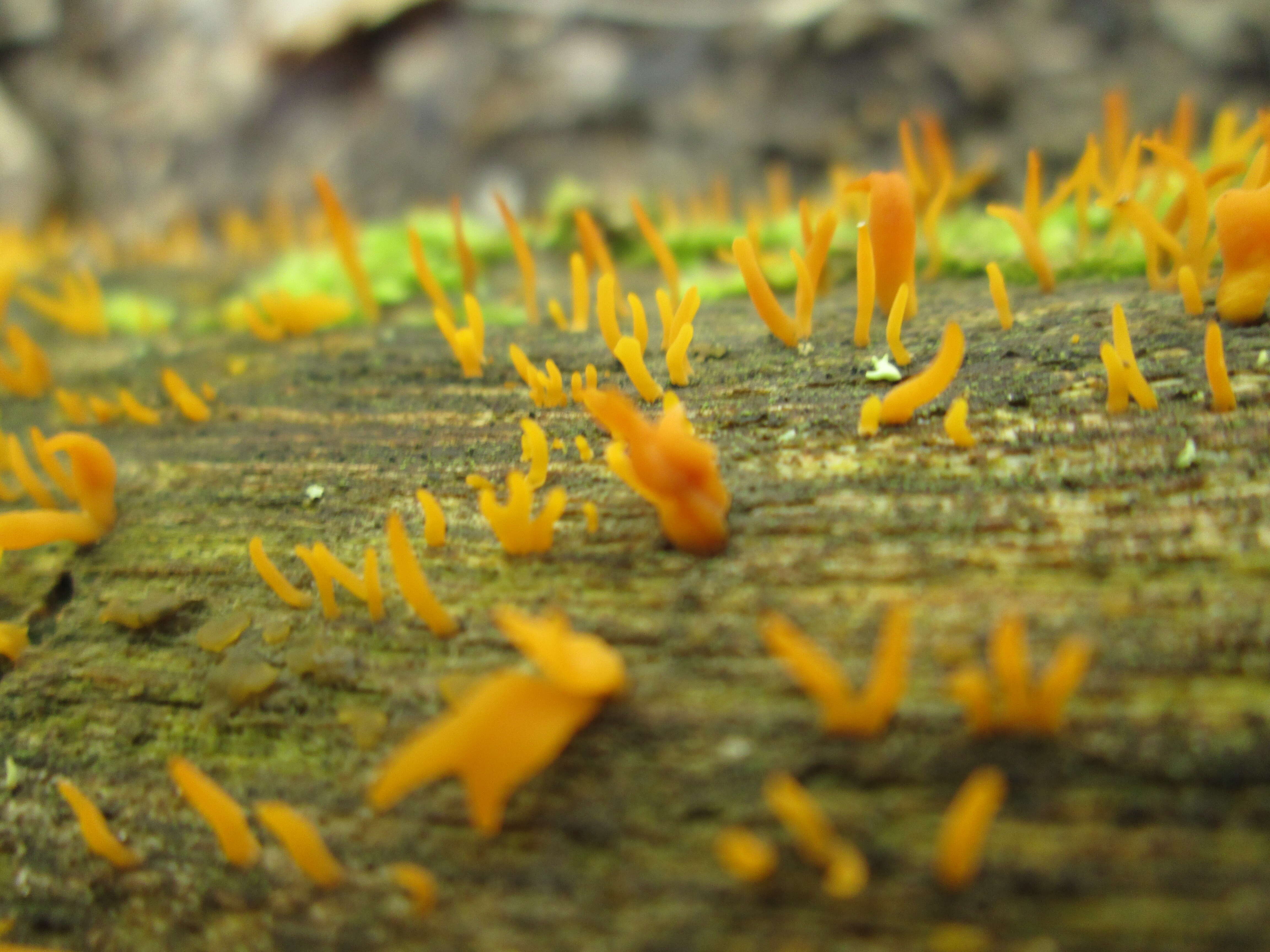 Image of Calocera cornea (Batsch) Fr. 1827