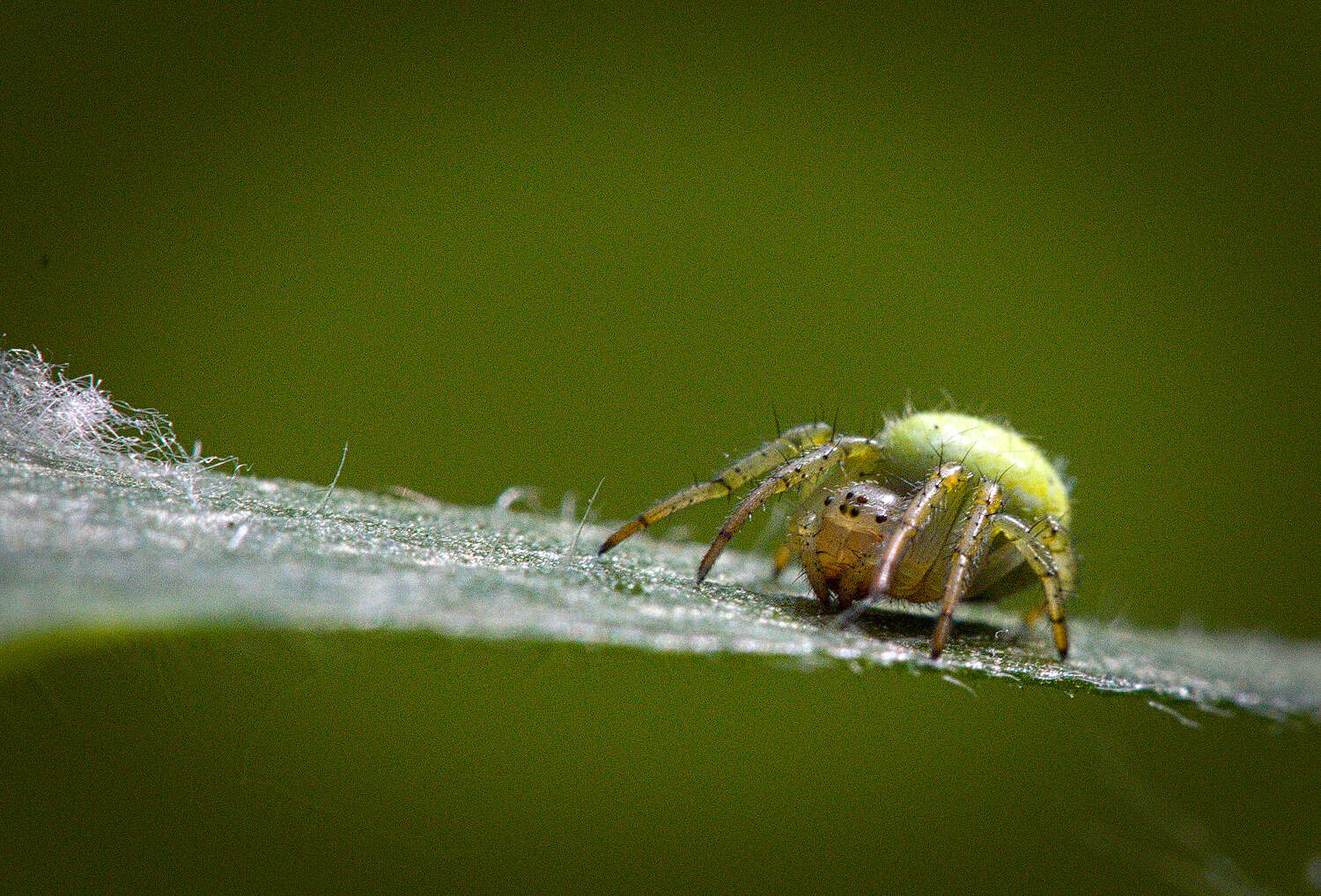 Image of Cucumber green spider