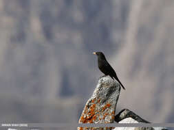 Image of Tibetan Blackbird