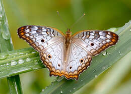 Image of White Peacock