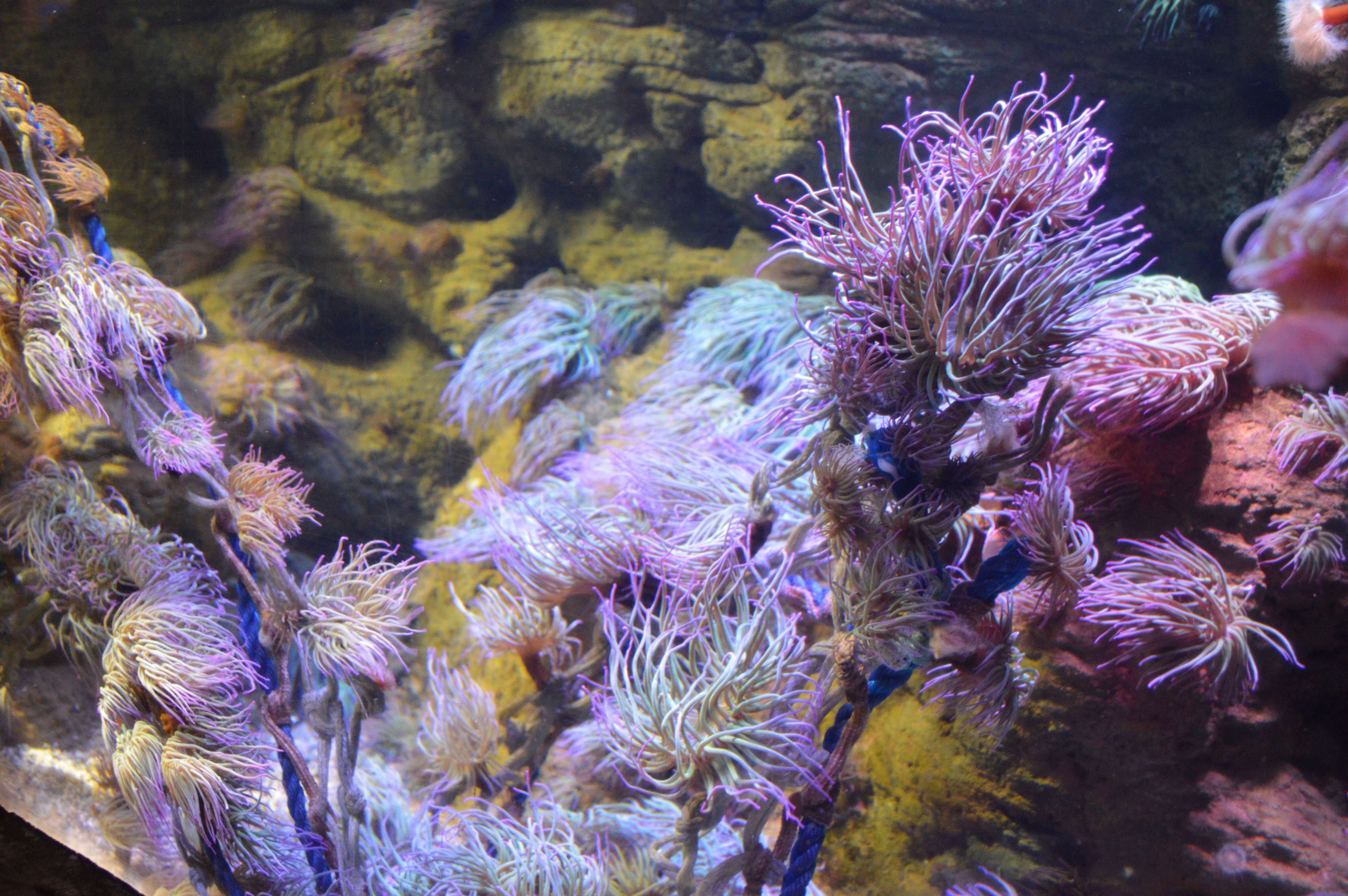 Image of sea anemones