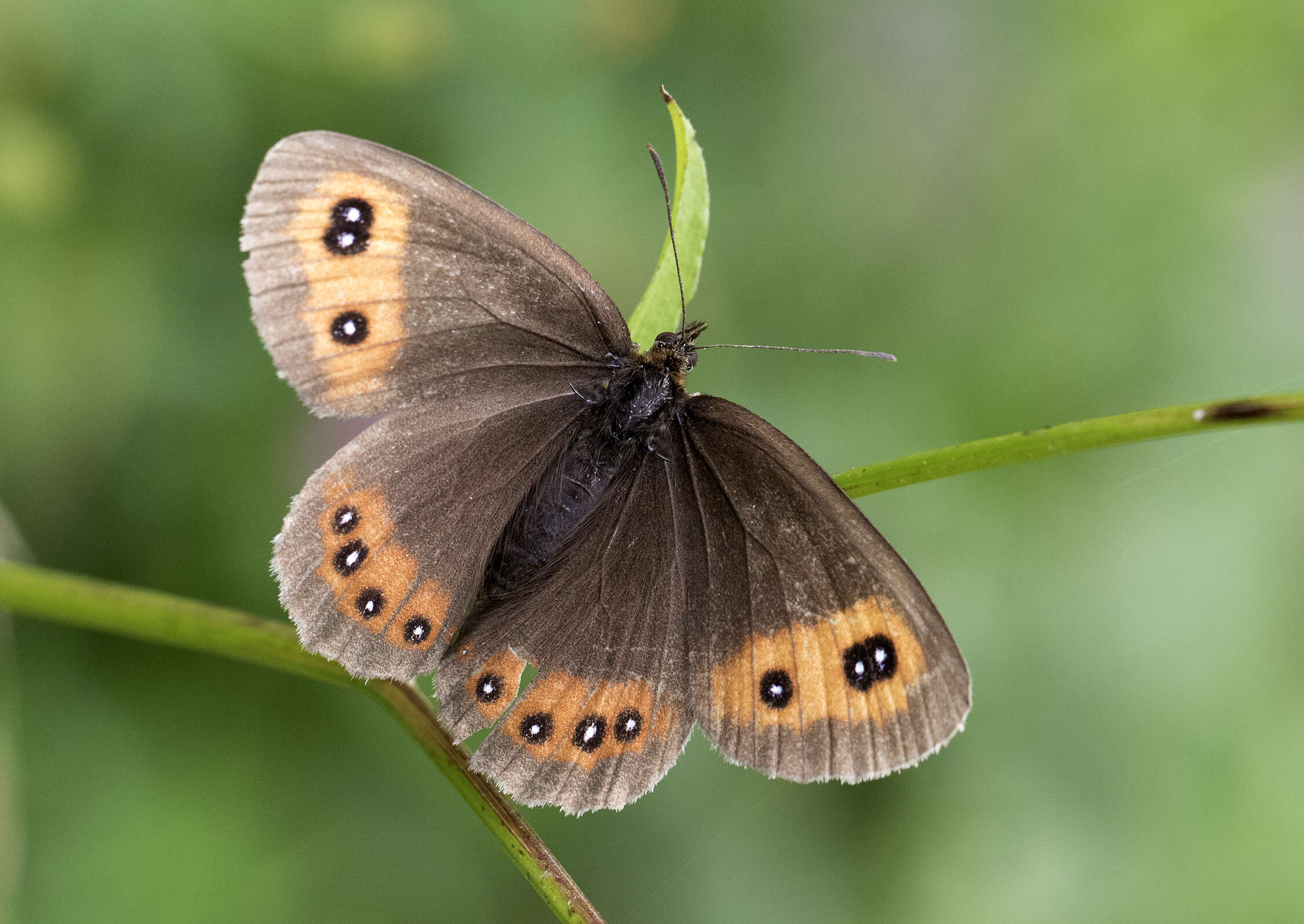 Image of scotch argus