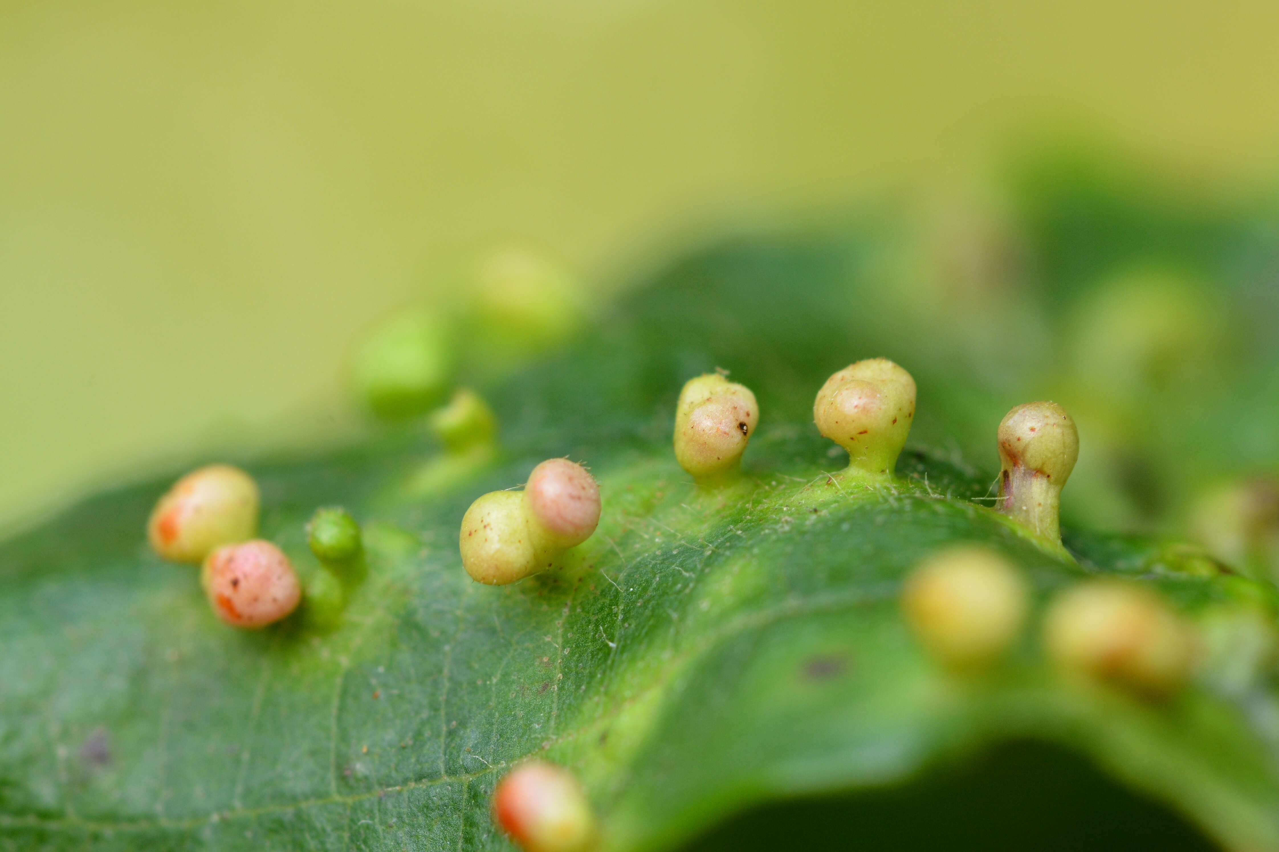 Sivun Eriophyes laevis kuva