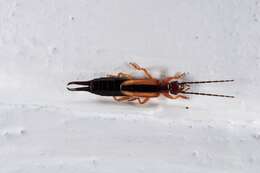 Image of Lined Earwig