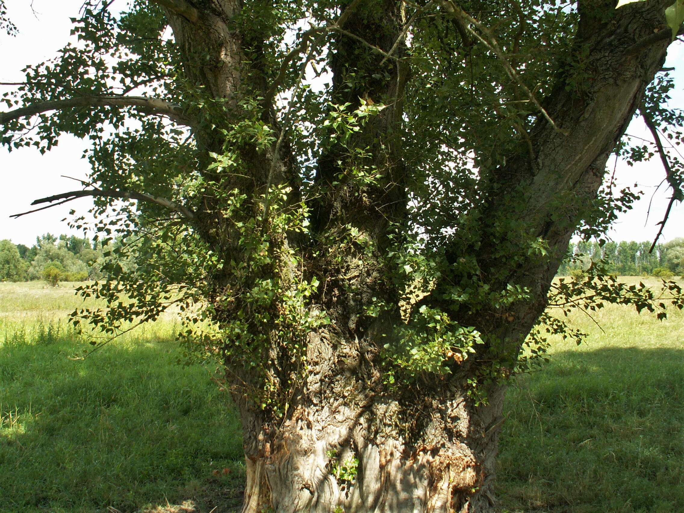 Image of Black Poplar