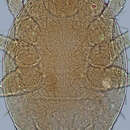 Image de Neocypholaelaps