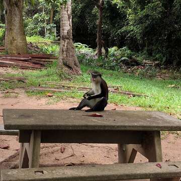 Image of Mona Guenon