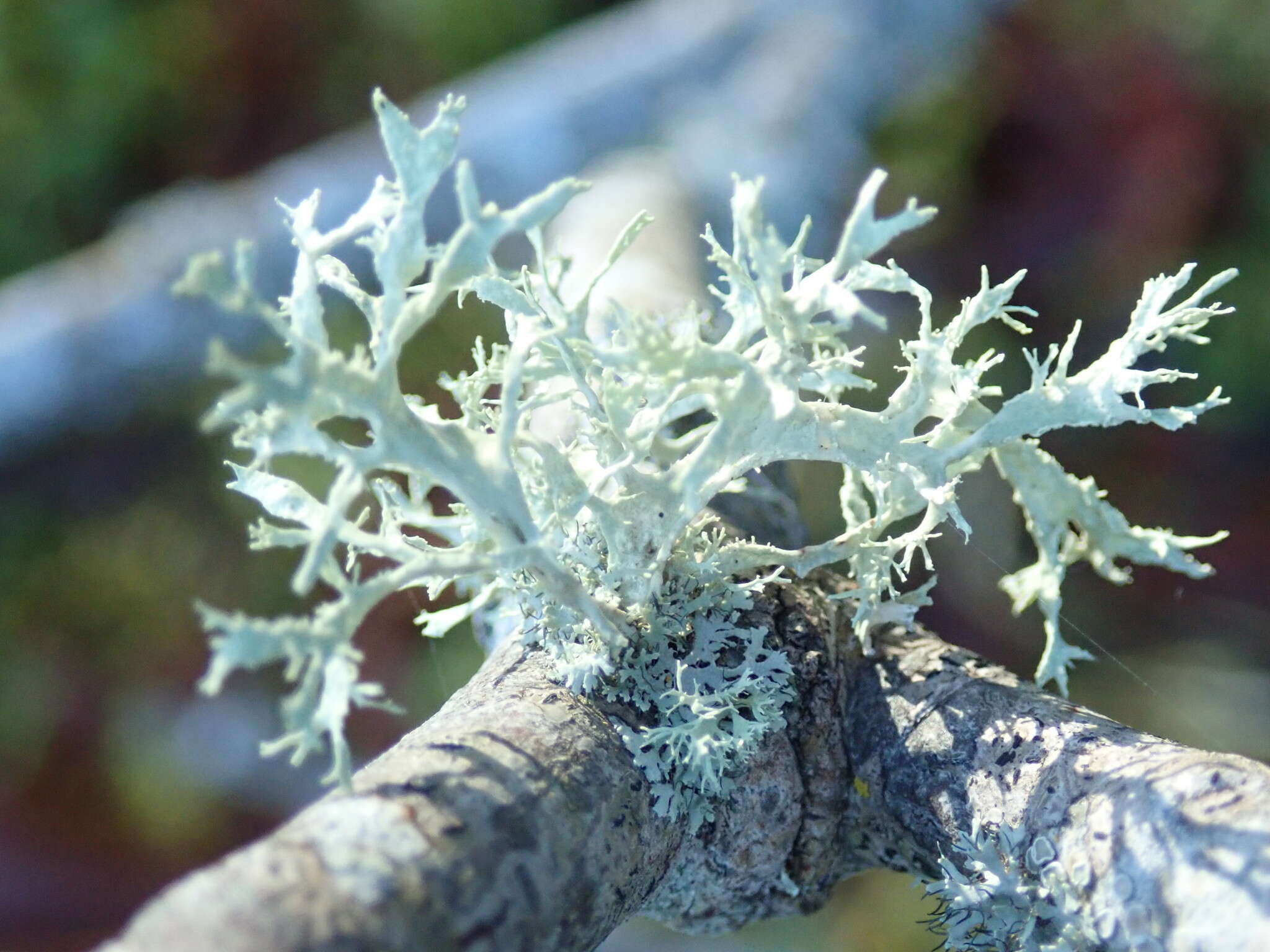 Image of farinose cartilage lichen