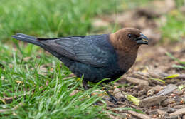 Image of Brown-headed Cowbird