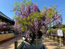 Plancia ëd Wisteria floribunda (Willd.) DC.