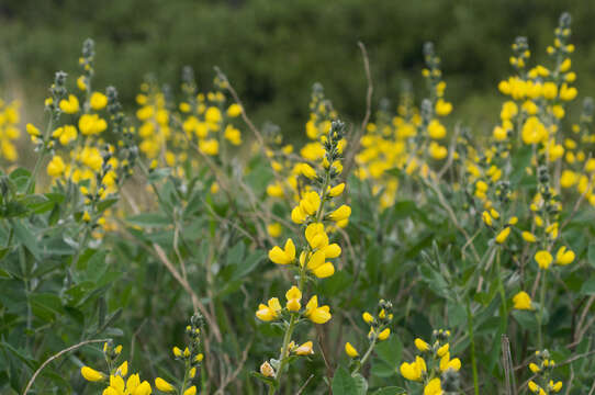 Image of California goldenbanner