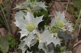 Image of sea-holly