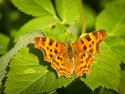 Image of Comma