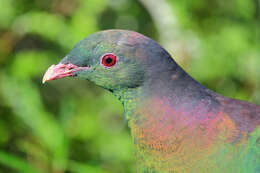 Image of Kererū