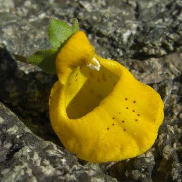 Image of Calceolaria integrifolia Murr.