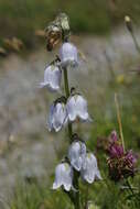 Image of Bearded Bellflower