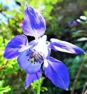 Image of Alpine Columbine