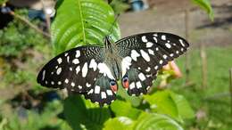 Plancia ëd Papilio demoleus Linnaeus 1758