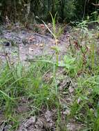 Image of Marsh Speedwell