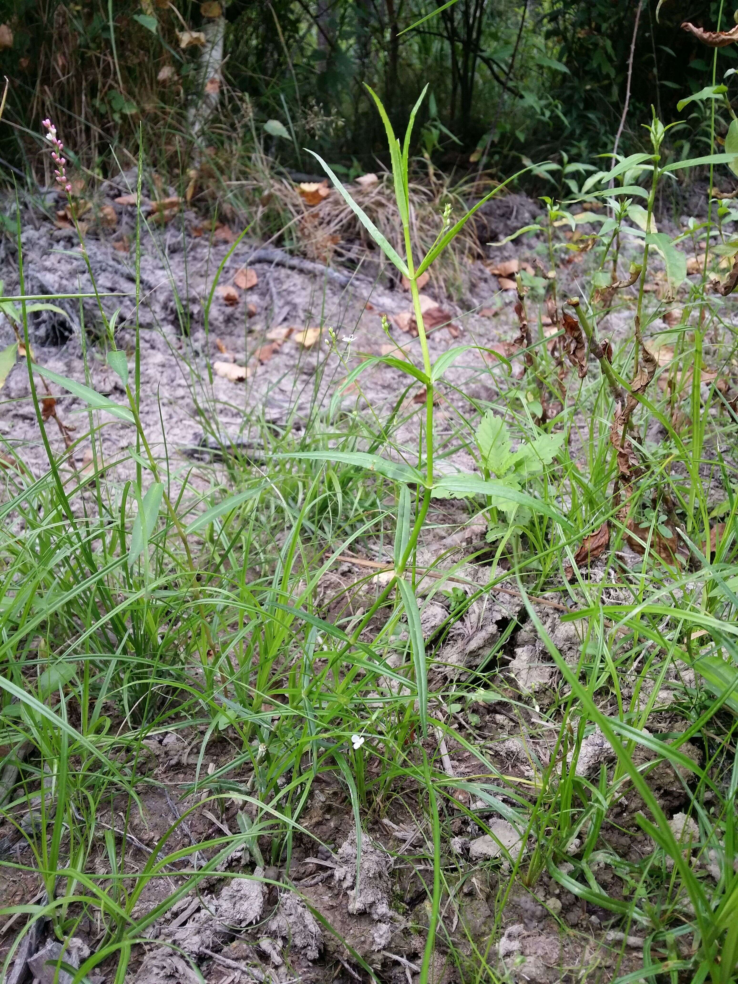 Image of Marsh Speedwell