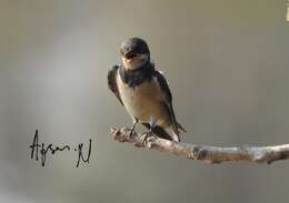 Image of Hirundo Linnaeus 1758