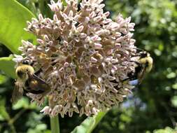 Imagem de Xylocopa virginica (Linnaeus 1771)