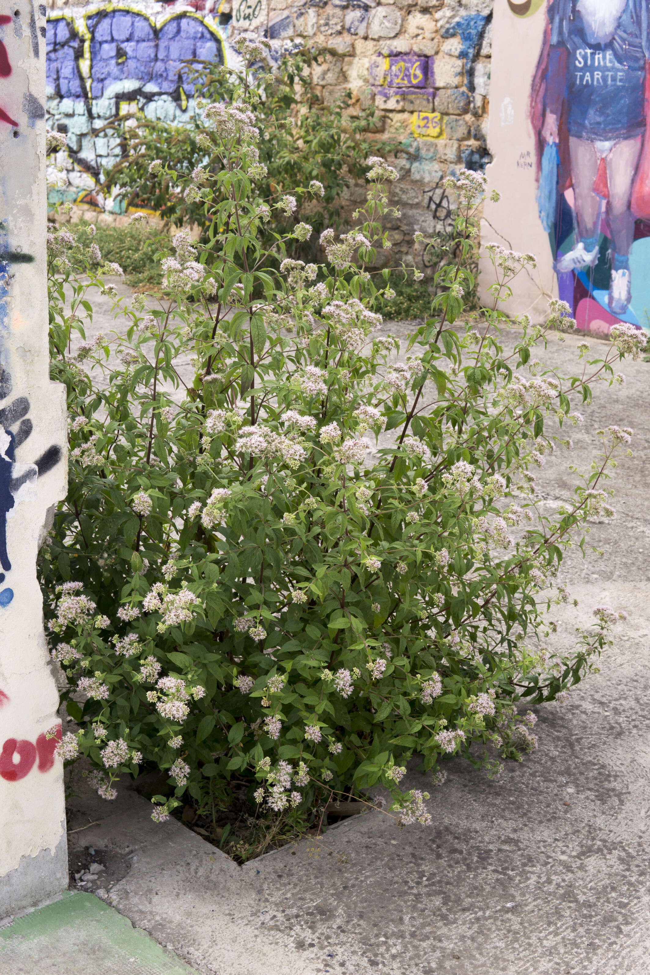 Image of hemp agrimony