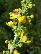 Verbascum nigrum L. resmi