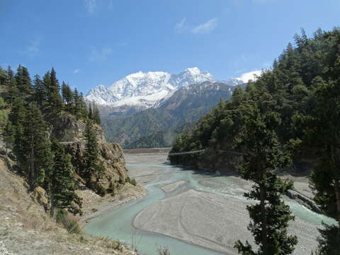 Image of Himalayan Cypress