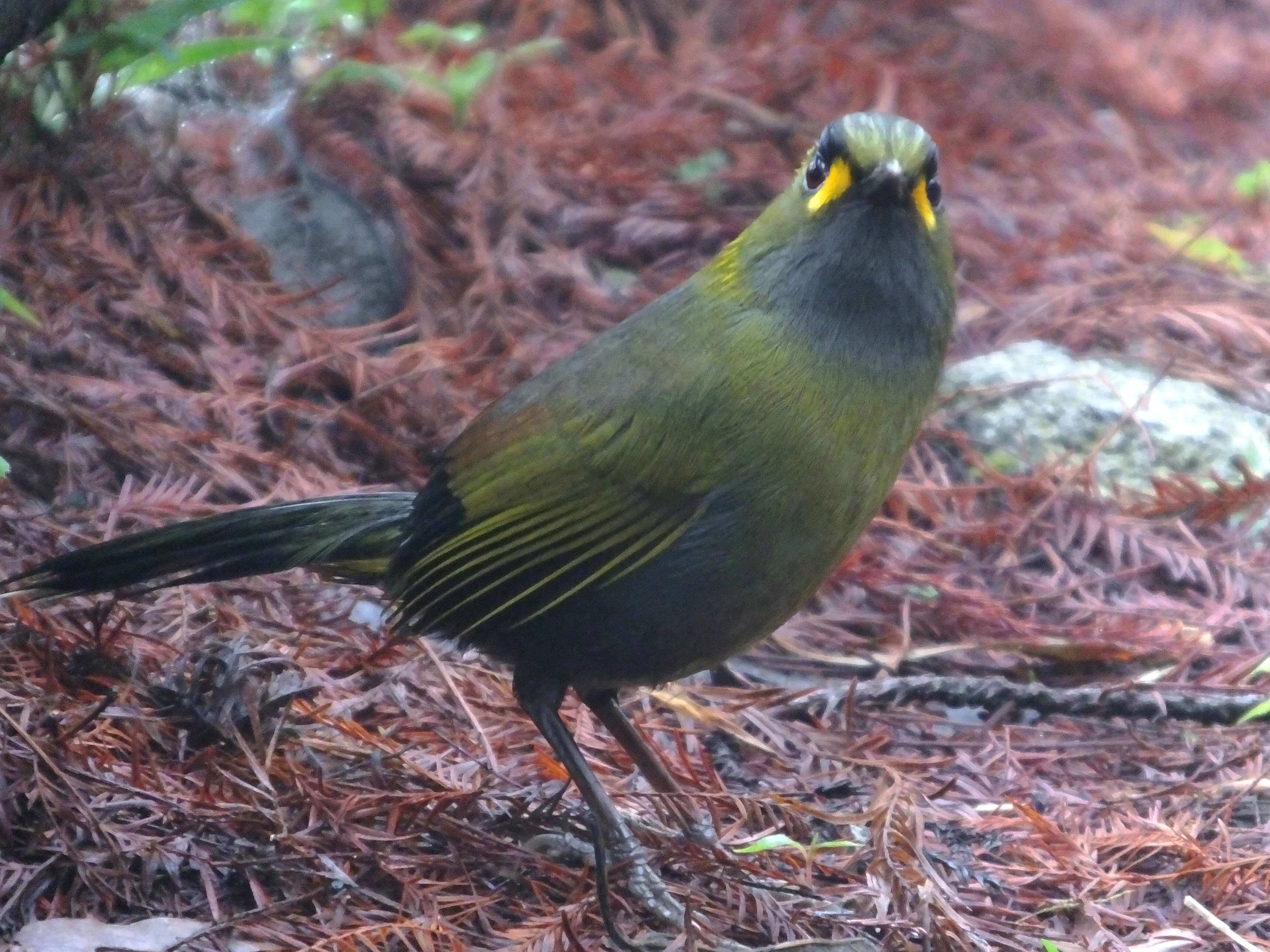 Image of Liocichla Swinhoe 1877