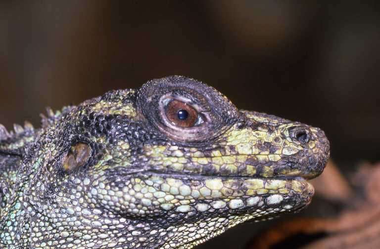 Image of Sailfin Lizard