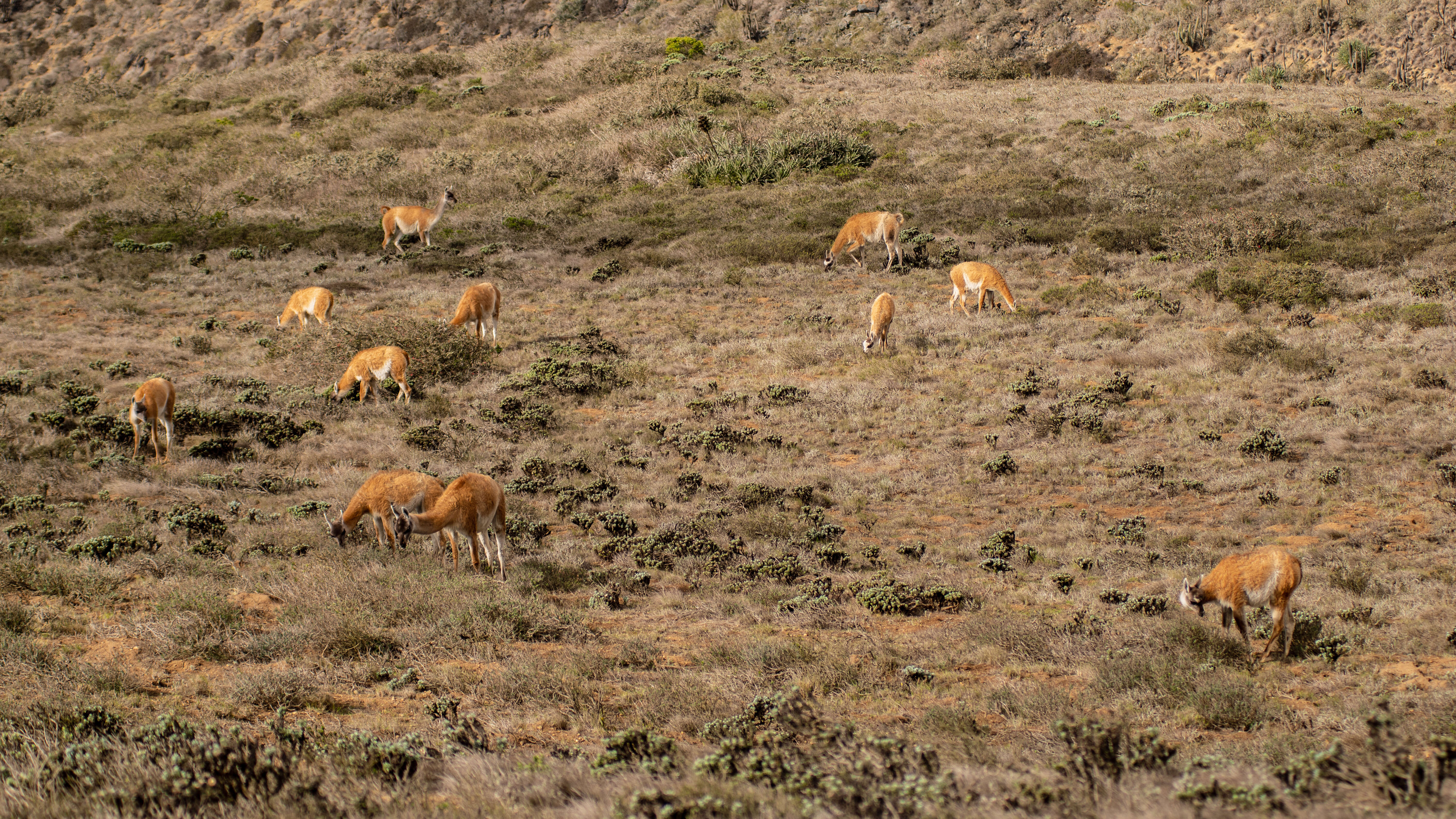 Image of Guanaco