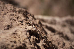 Image of common side-blotched lizard