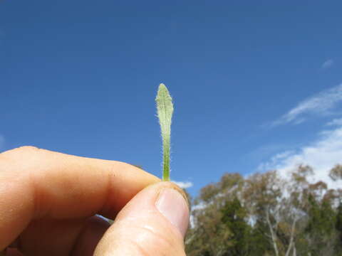 Image of Plantago hispida R. Br.