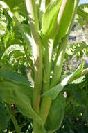 Image de Melianthus major L.